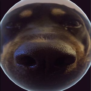 Meet your Posher, Zymo